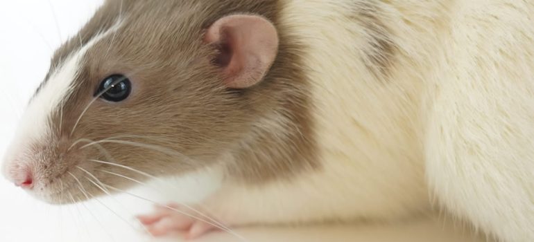 behaviour tests rats