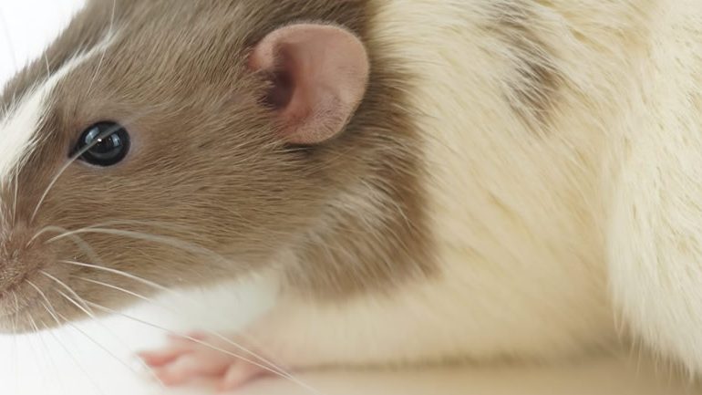 behaviour tests rats