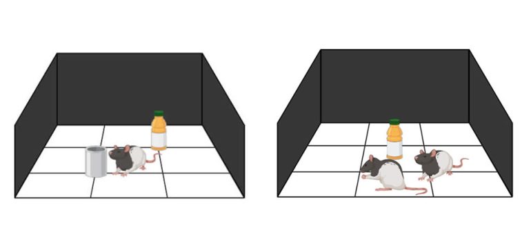 behaviour tests rats banner
