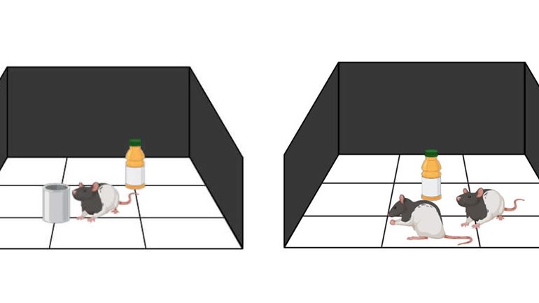 behaviour tests rats banner